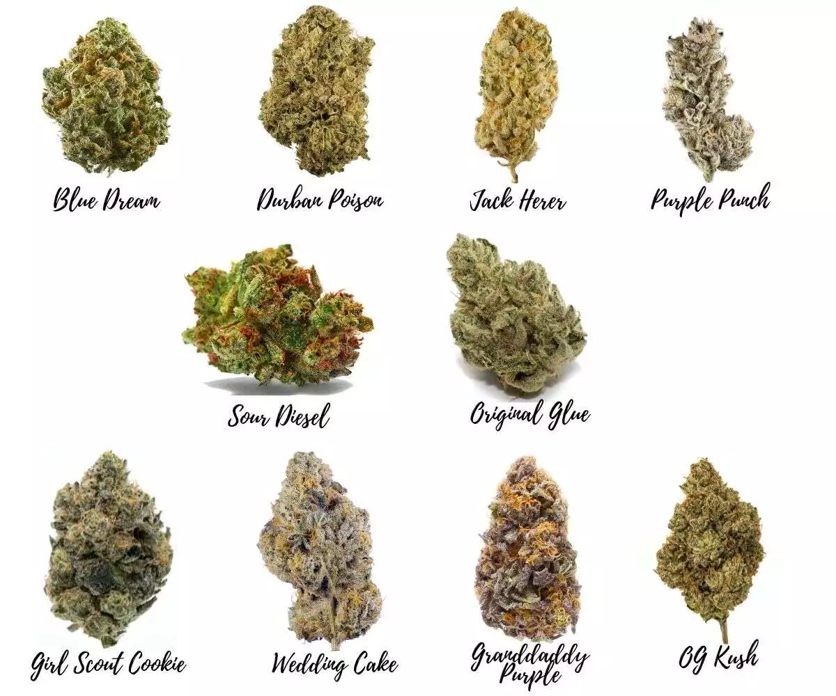 What are the different strains of cannabis